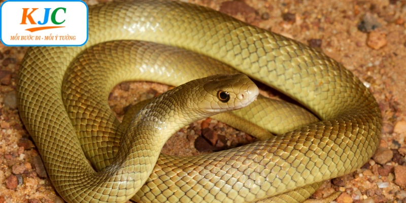 Chuyên gia giải đáp ý nghĩa của từng giấc mơ thấy rắn