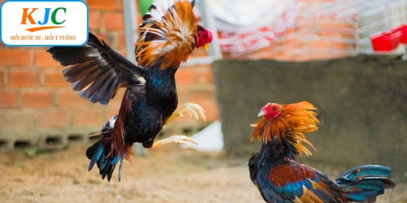 Quy định trong các trận đá gà cựa sắt KJC