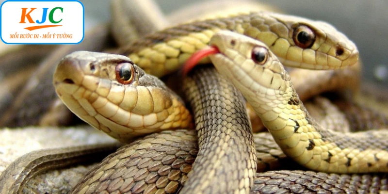 Tham khảo bộ số đẹp khi mơ thấy rắn